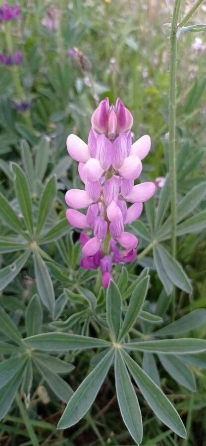 Weiße Lupine 9