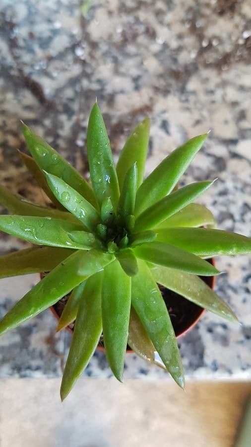 Orostachys giapponese 2
