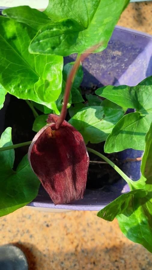Typhonium 2