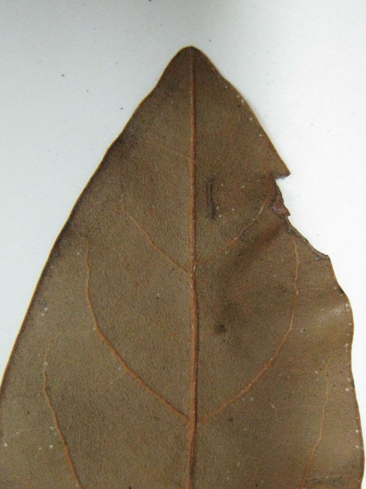 Beilschmiedia