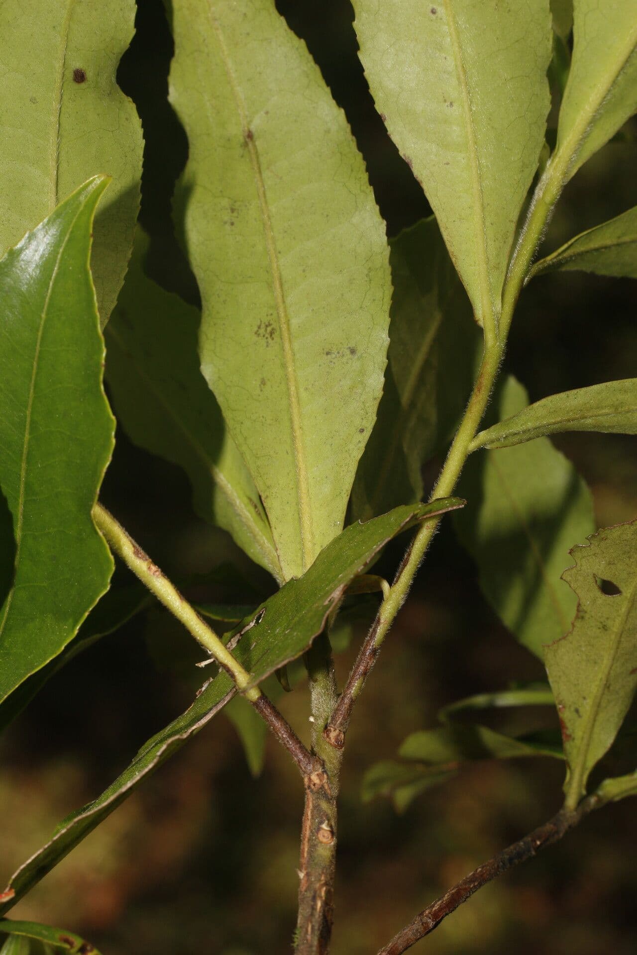 Gordonia arbustiva 8