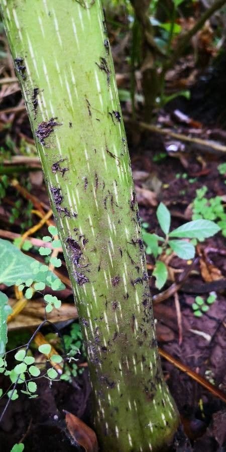 Angiopteris 7