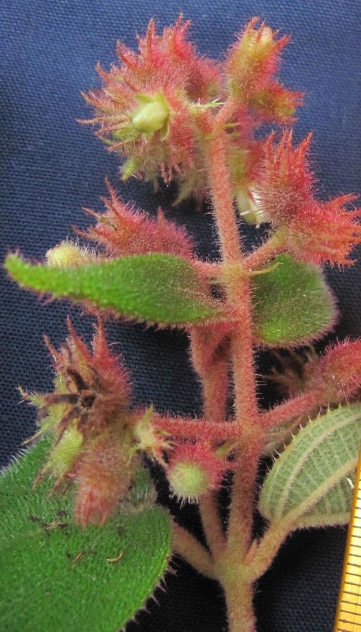 Miconia 2
