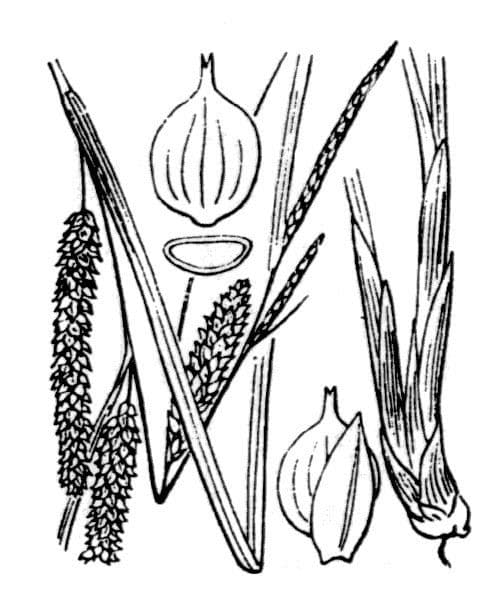 Carice rostrata 28