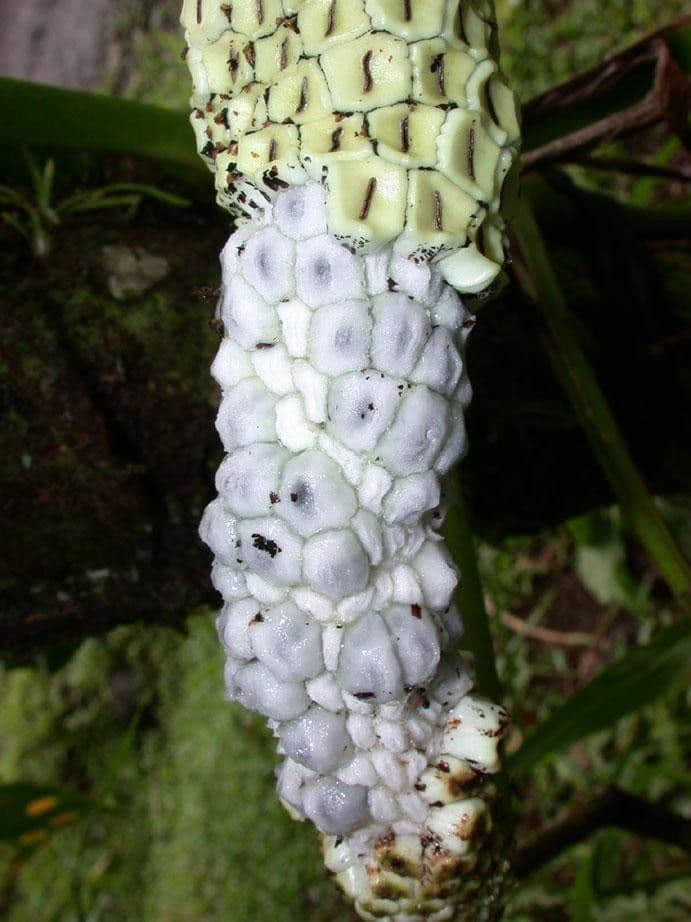 Monstera adansonii 2