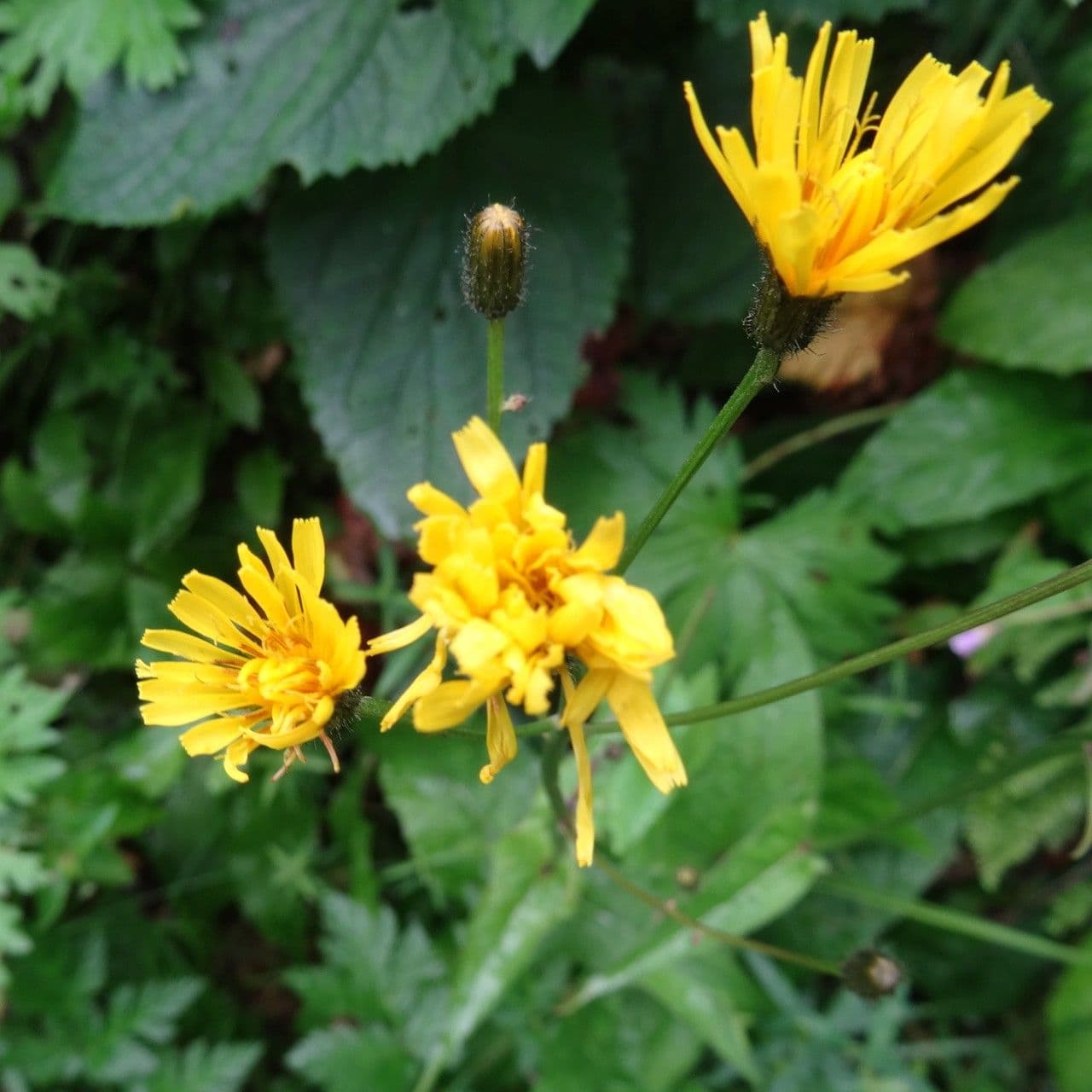 Gänsblume 4