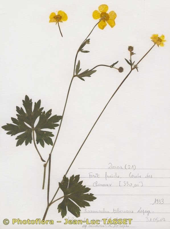 Ranunculus 8
