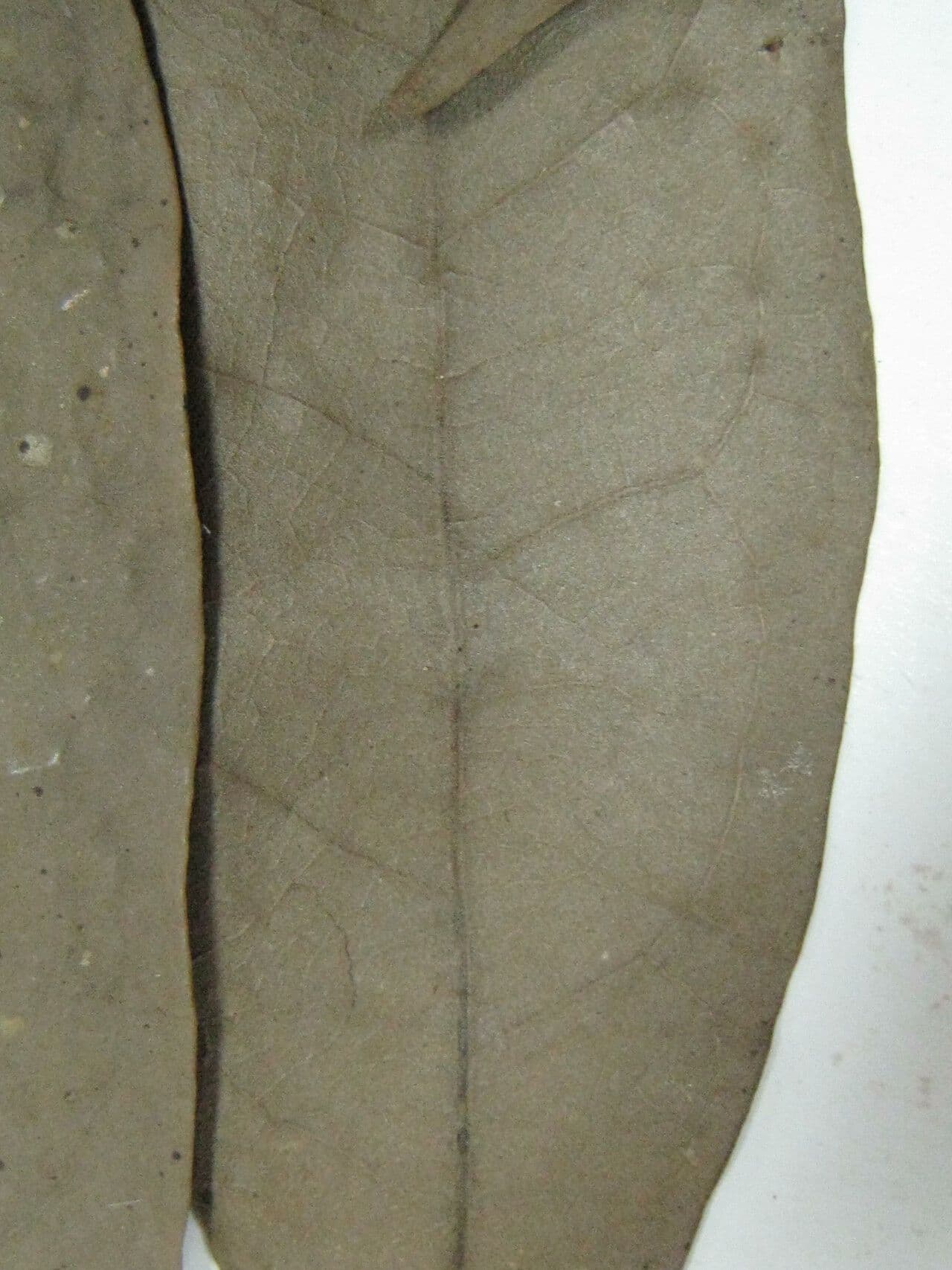 Aniba 3