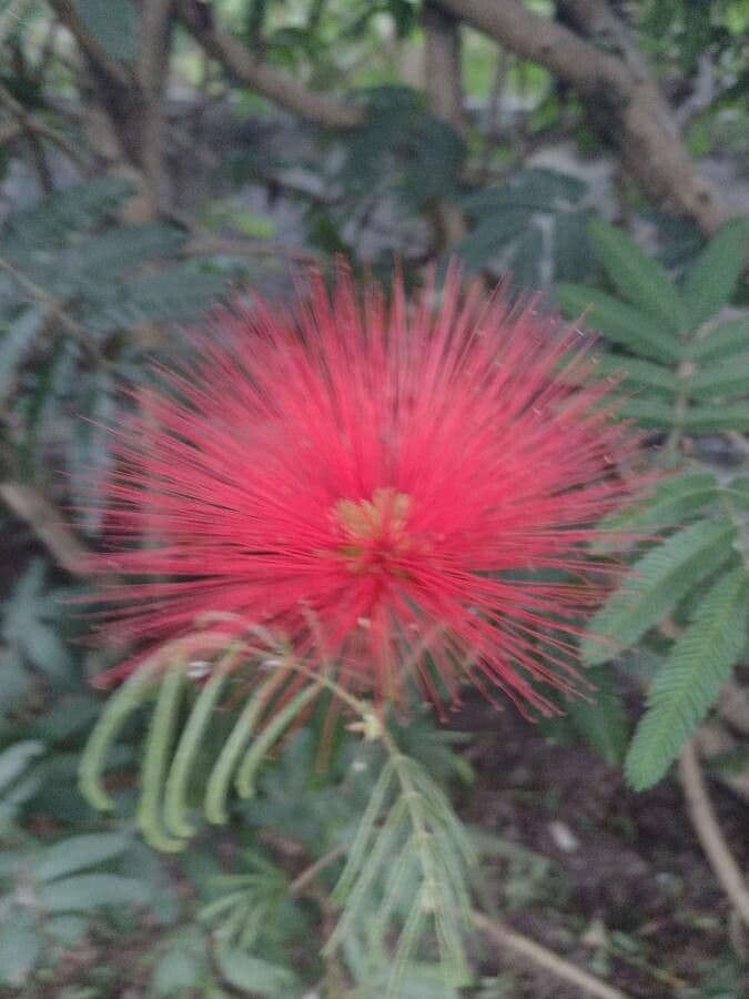Calliandra di Tweed 3