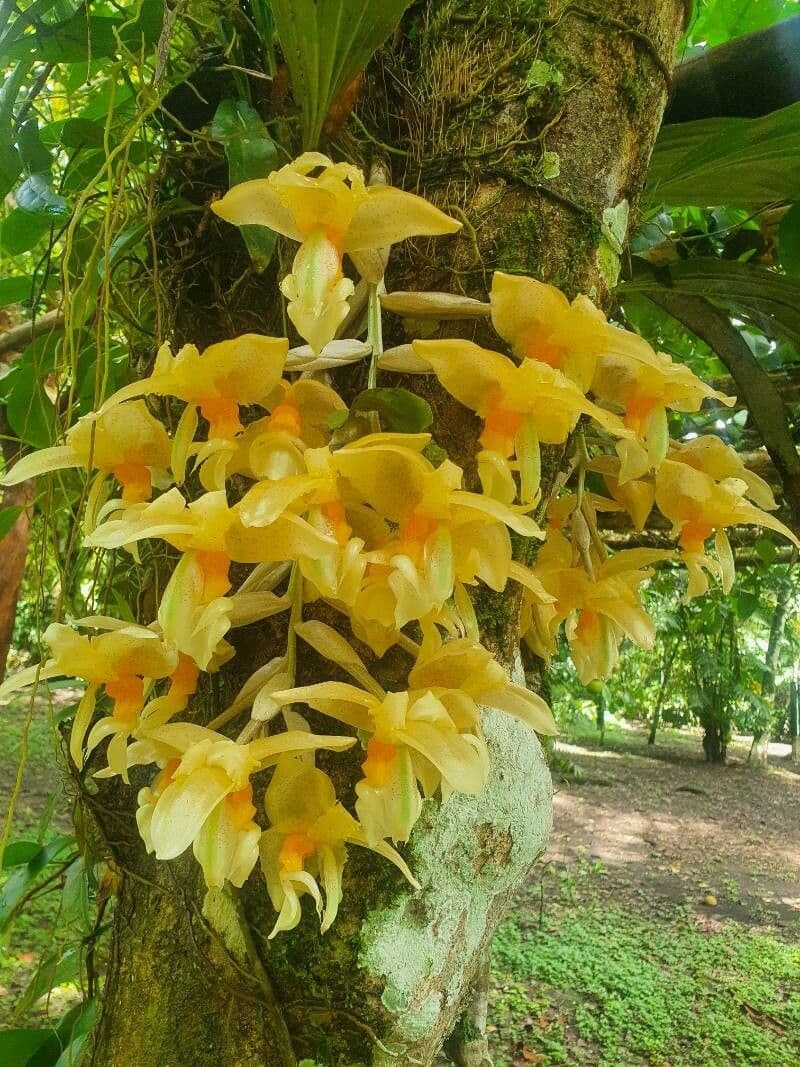 Stanhopea 5