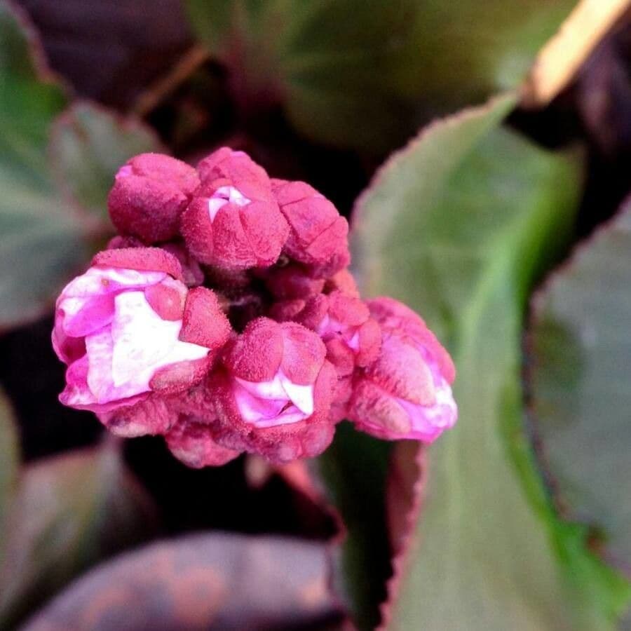 Bergenia cordifolia 30