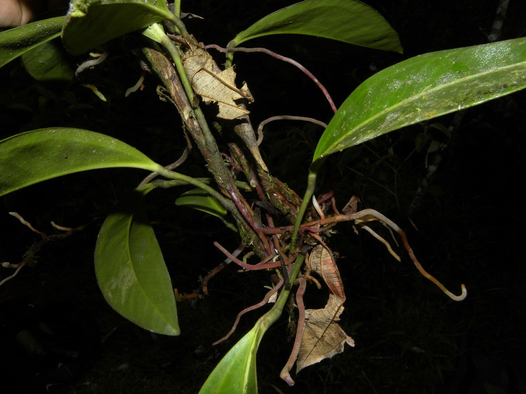 Anthurium 11