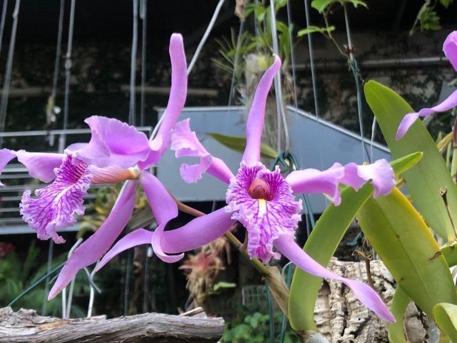 Cattleya 2