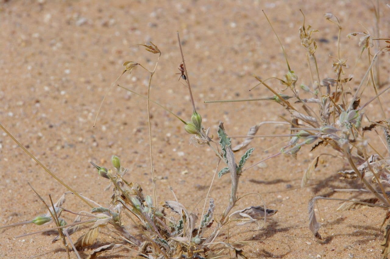 Monsonia 3