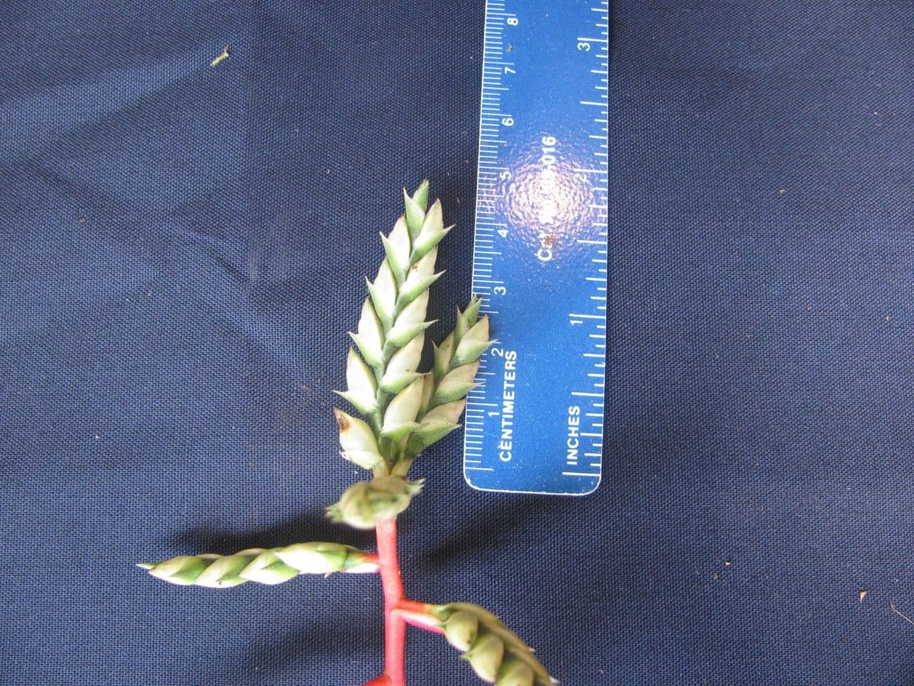 Aechmea 17