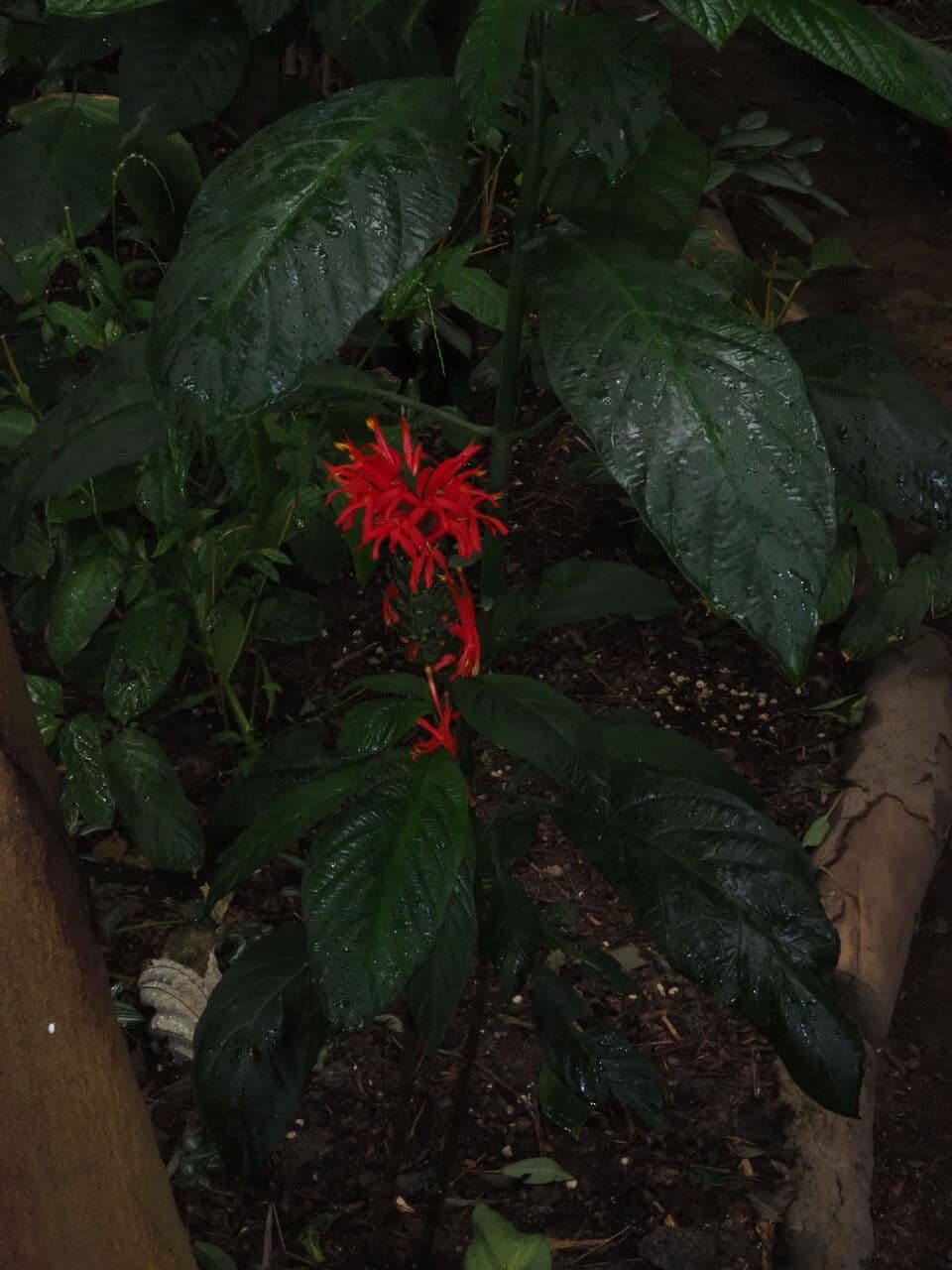 Garde du Cardinal 7