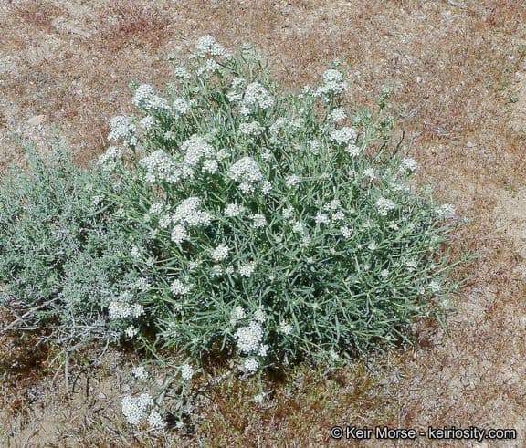 Lepidium fremontii 12