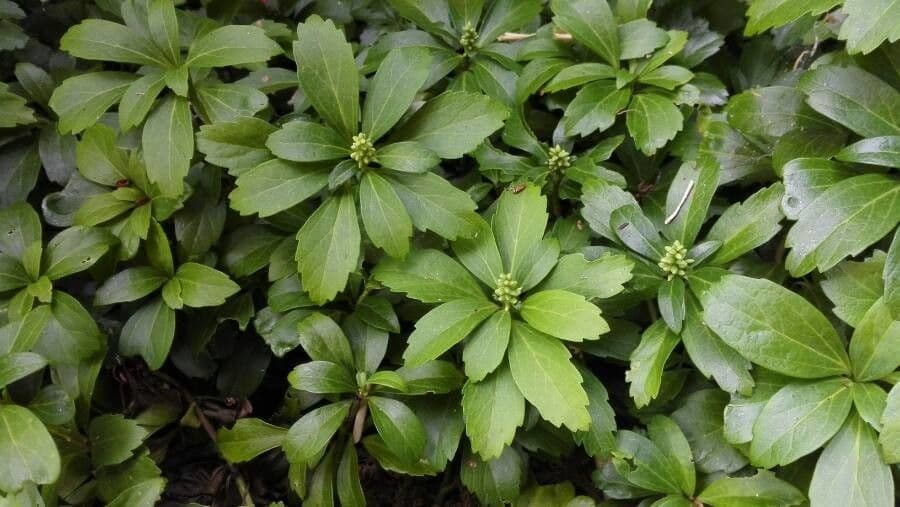 Pachysandra terminale 9