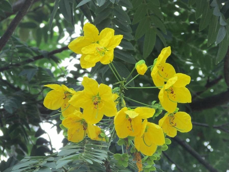 Cassia 10