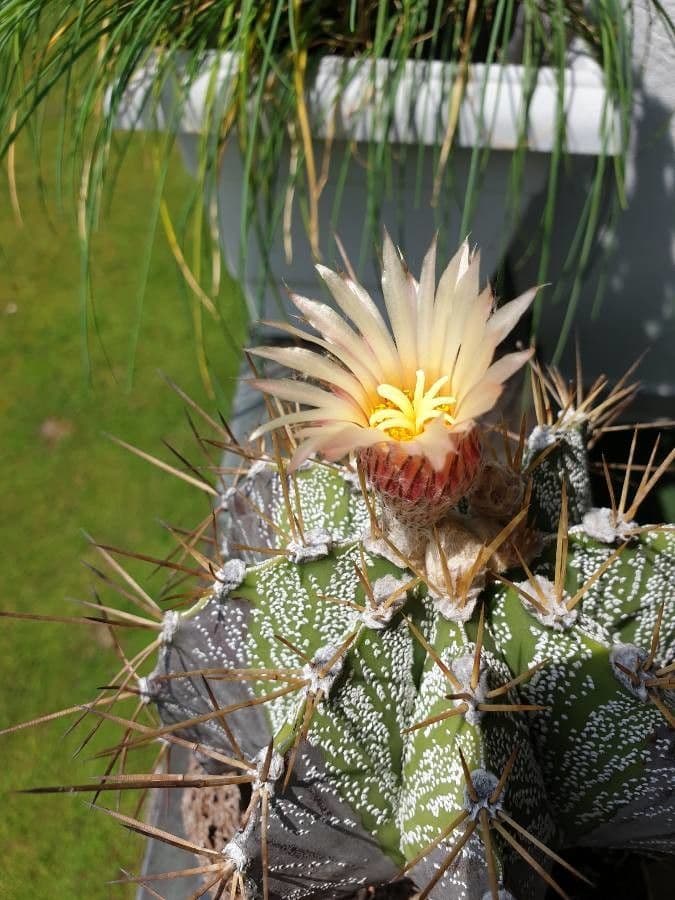 Cactus 6