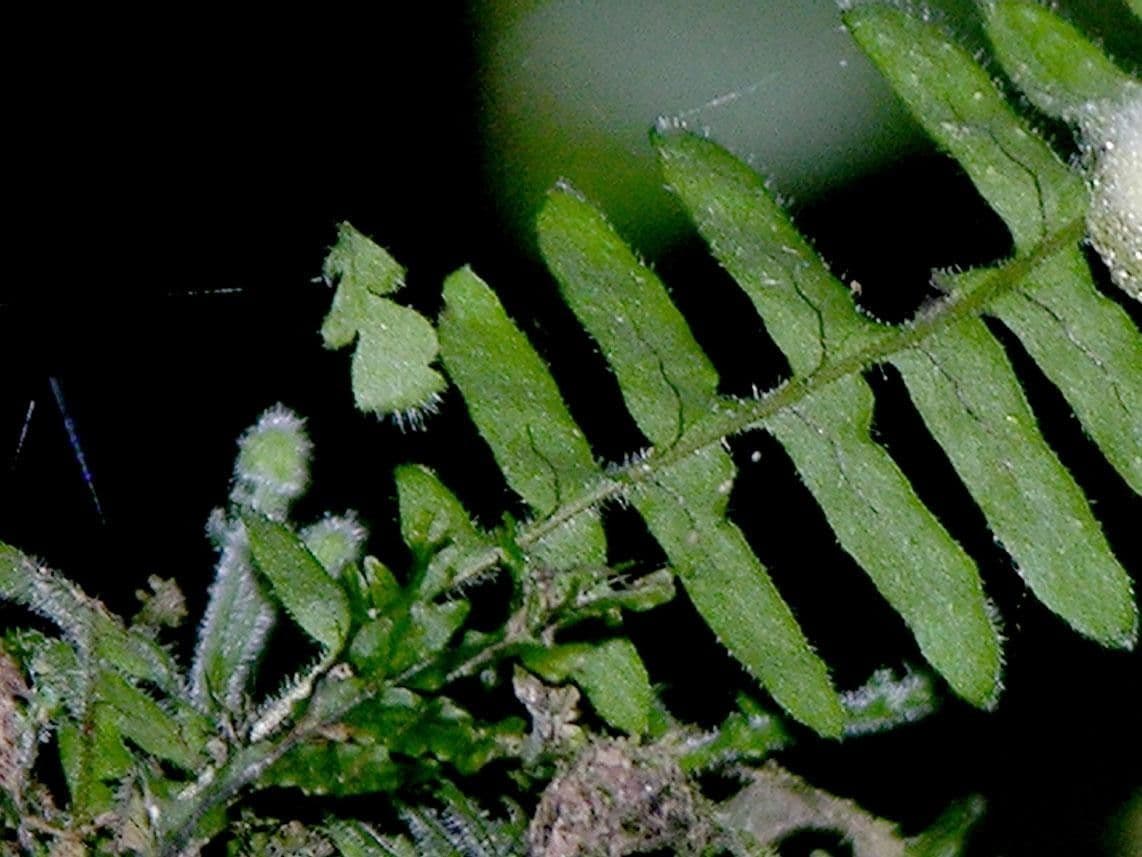 Pecluma 5