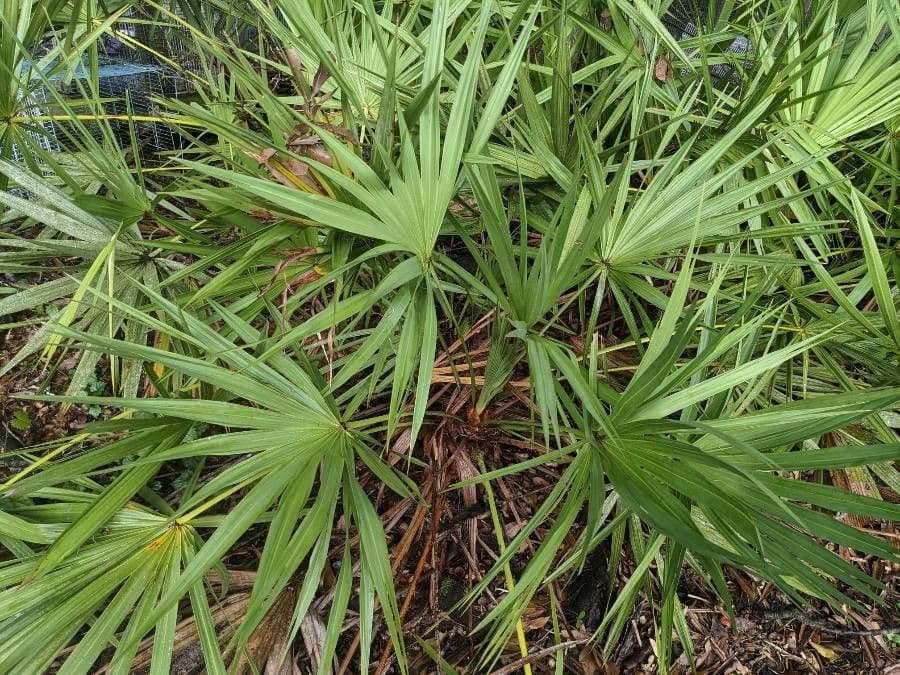 Serenoa 4