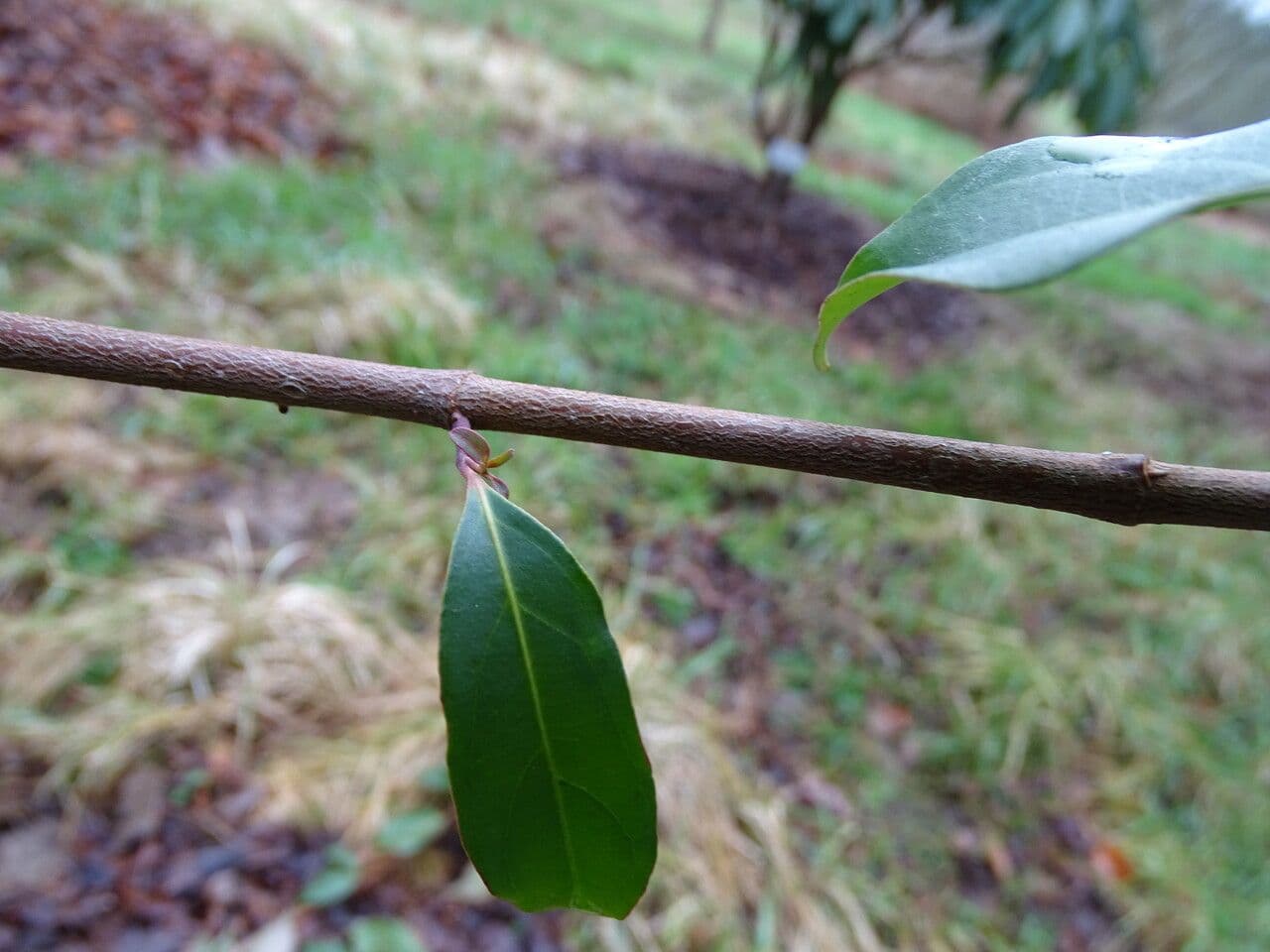 Cornus 15