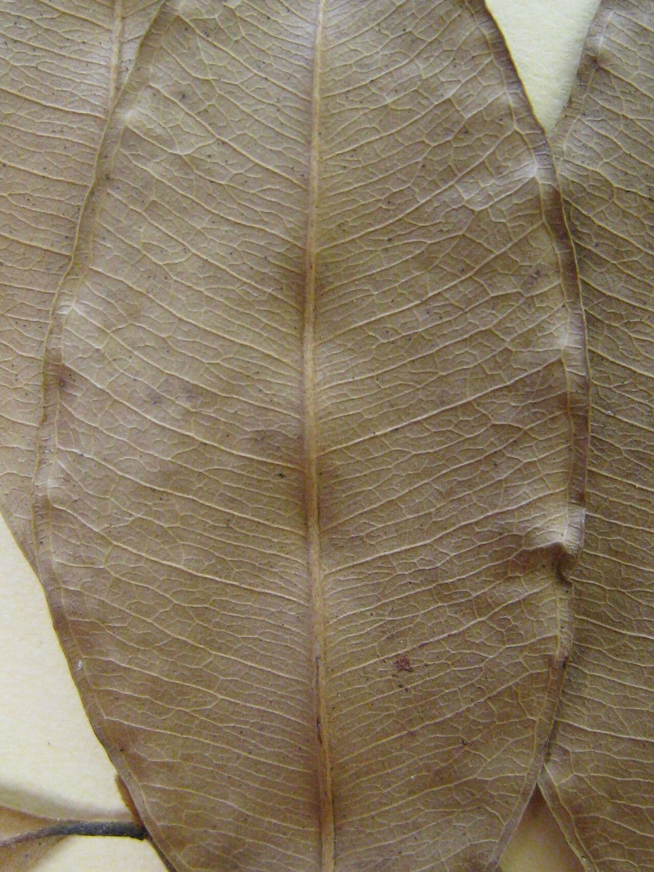 Glänzende Myrcia 23