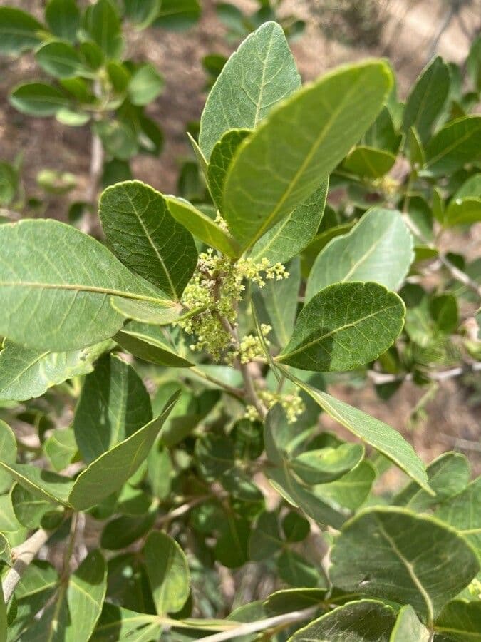 Searsia natalensis 22