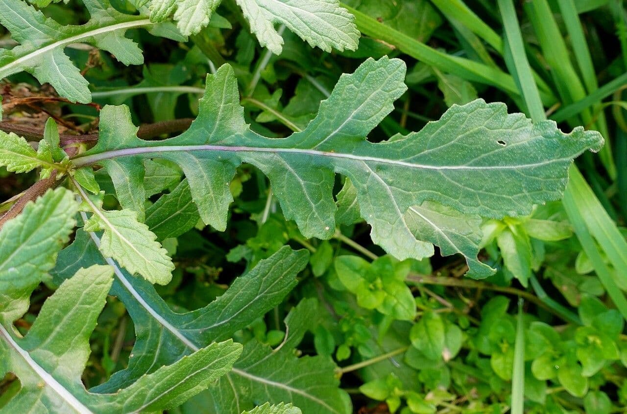 Rucola selvatica 19