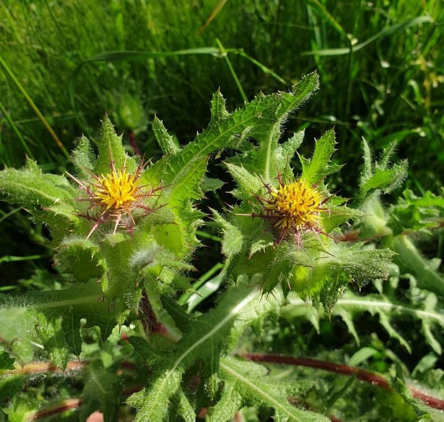 Wegdistel 9