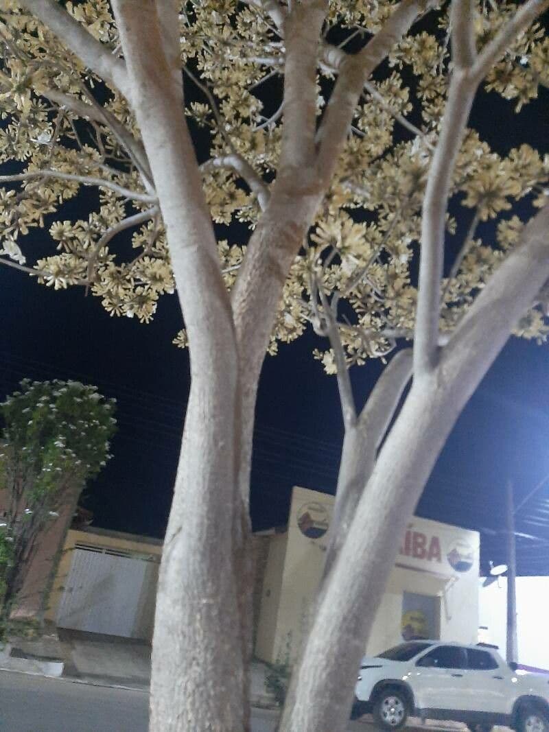 Tabebuiya 20