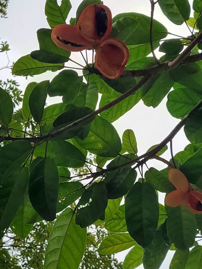 Sterculia 3