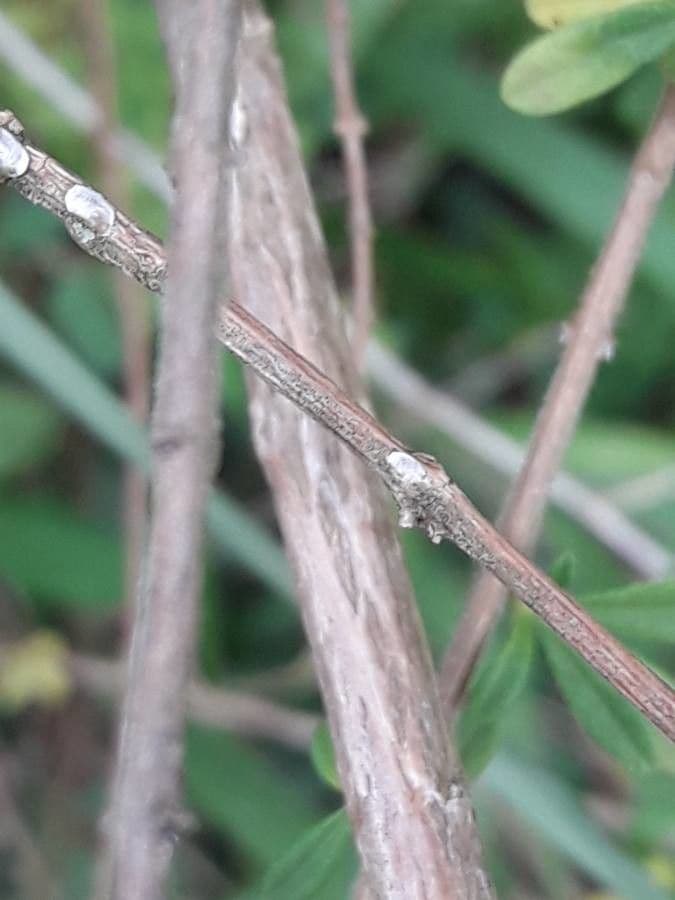 Puerto-Rico-Oregano 18