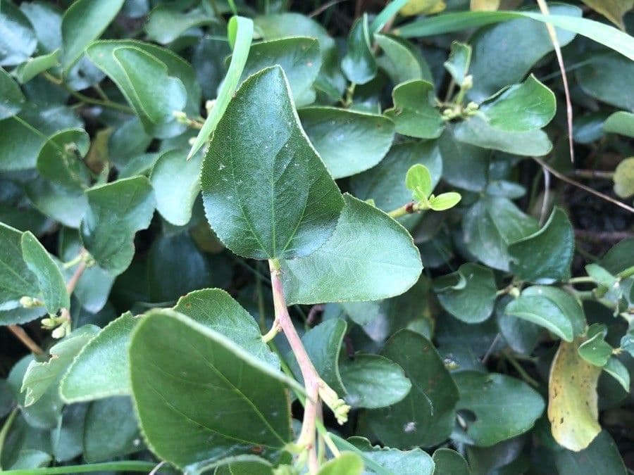 Ceanothus sametový 13