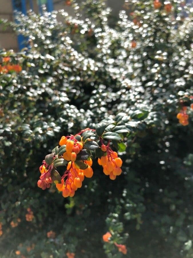 Berberis de Darwin 8