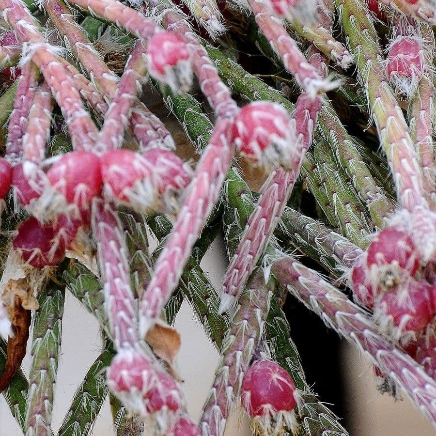 Rhipsalis