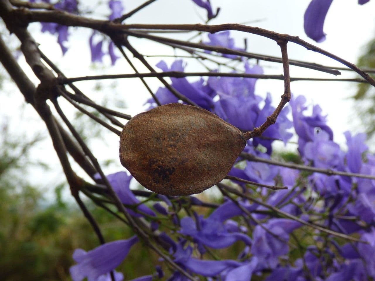 Jacaranda 3