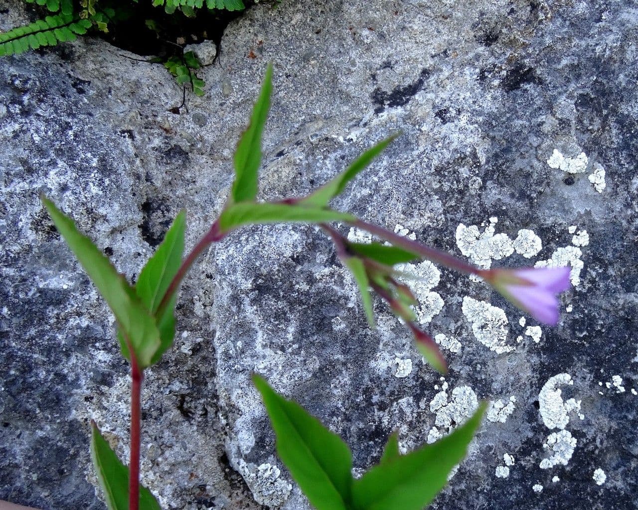 Epilobium 4