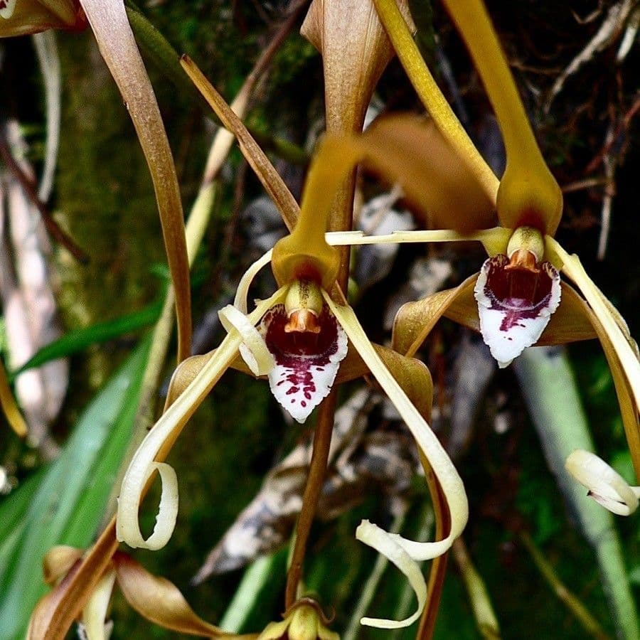 Maxillaria piegata