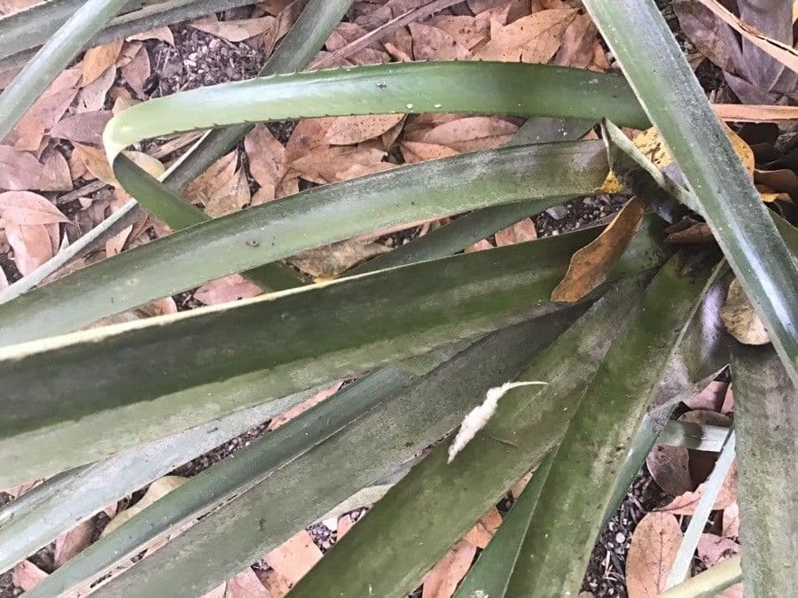 Aechmea 11