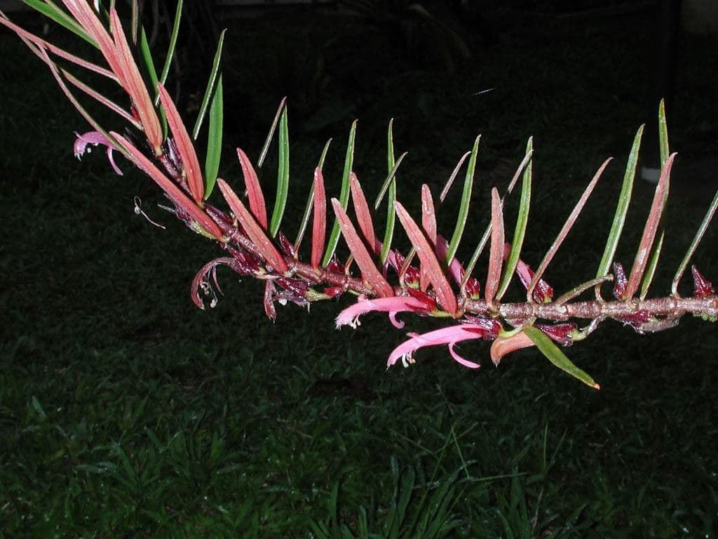 Columnea 24