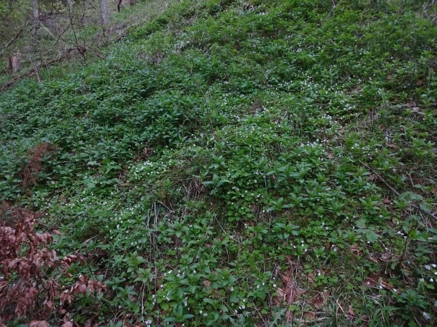 Waldsauerklee 27