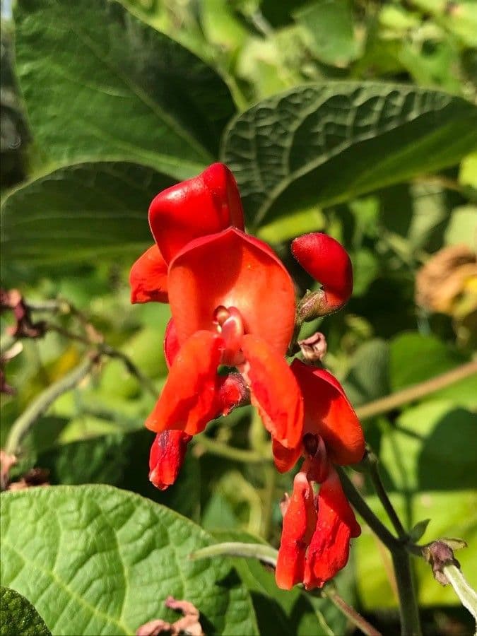 Runner bean 8