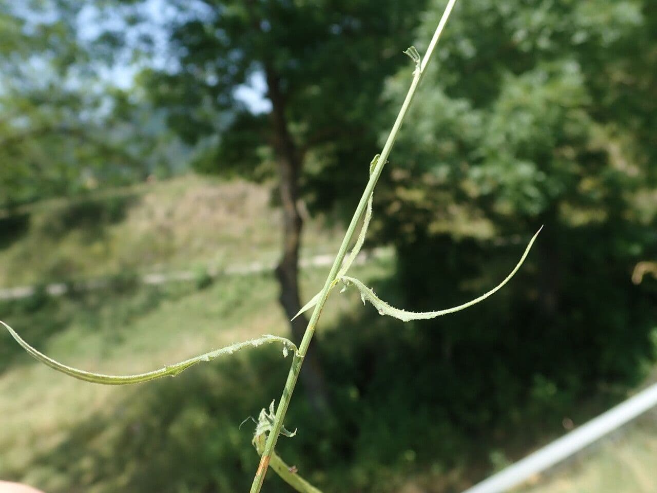 Mantisalca 20