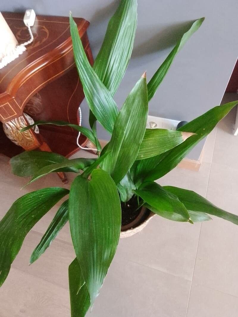 Schusterpalme 25