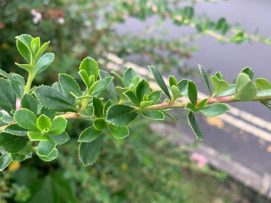 Escallonia 8
