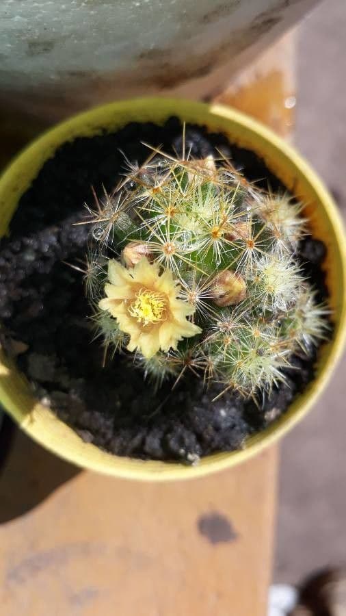 Cactus proliferante 7