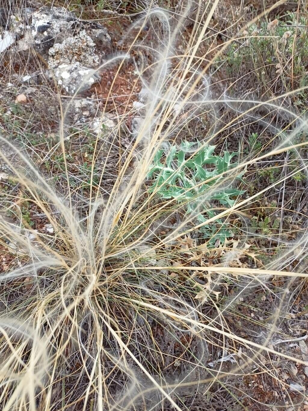 Stipa barbata
