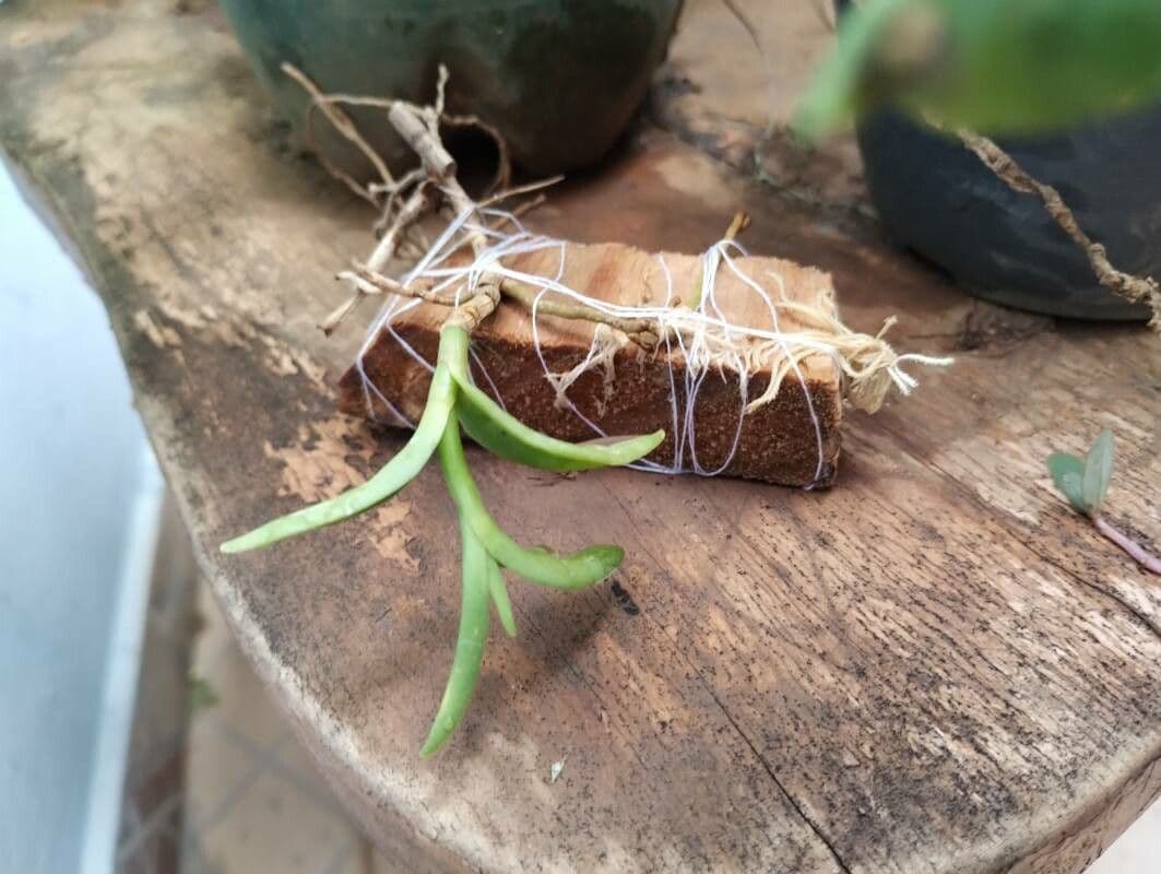 Epidendrum 8